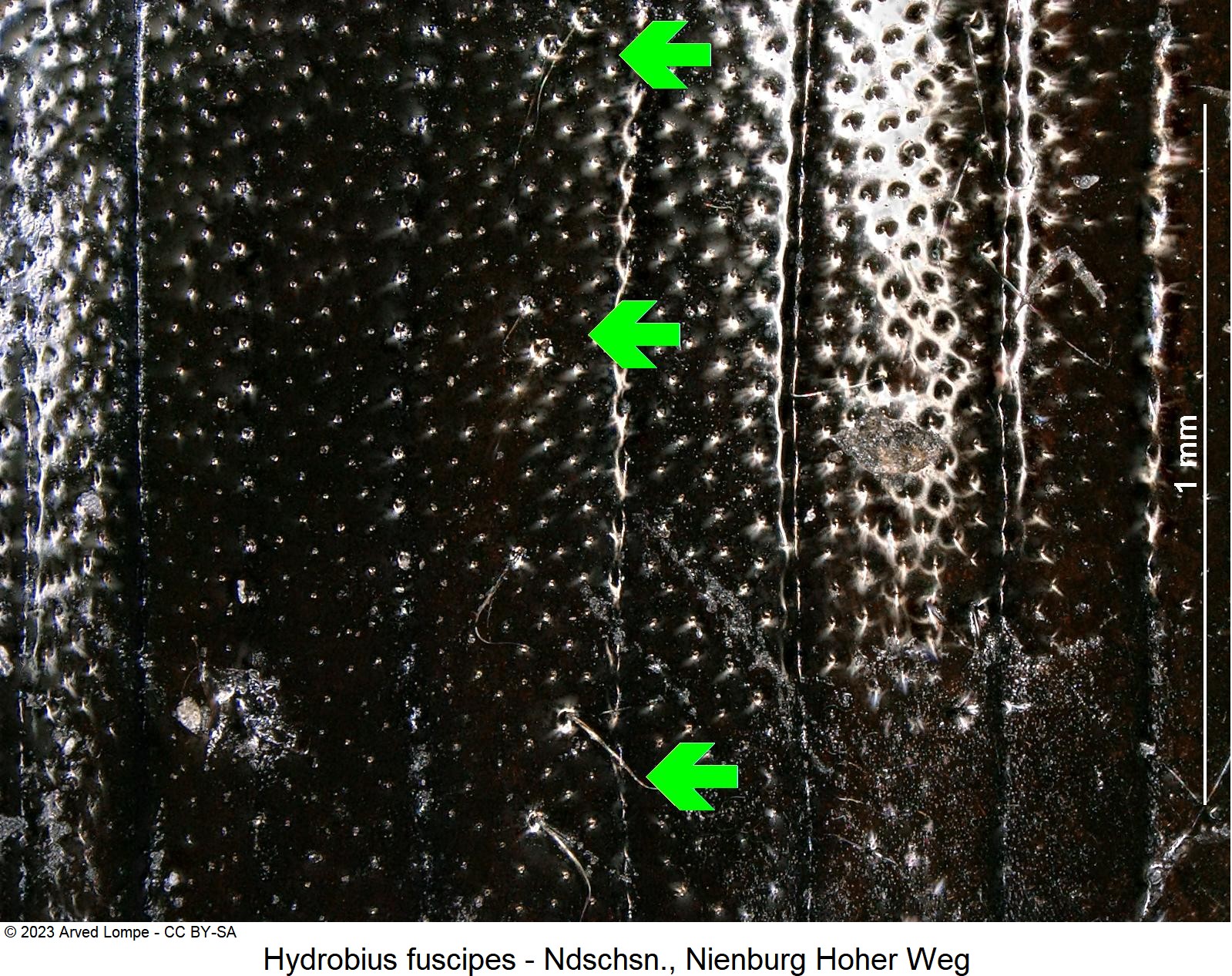hydrobius_fuscipes_fld.jpg