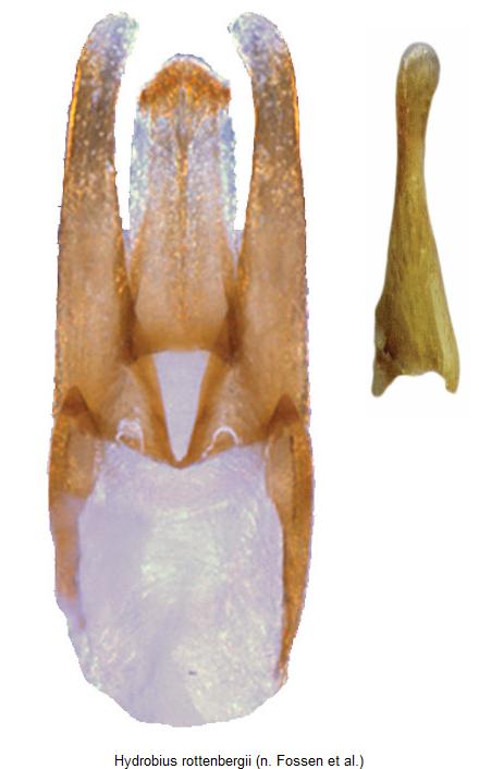 hydrobius_rottenbergii.jpg