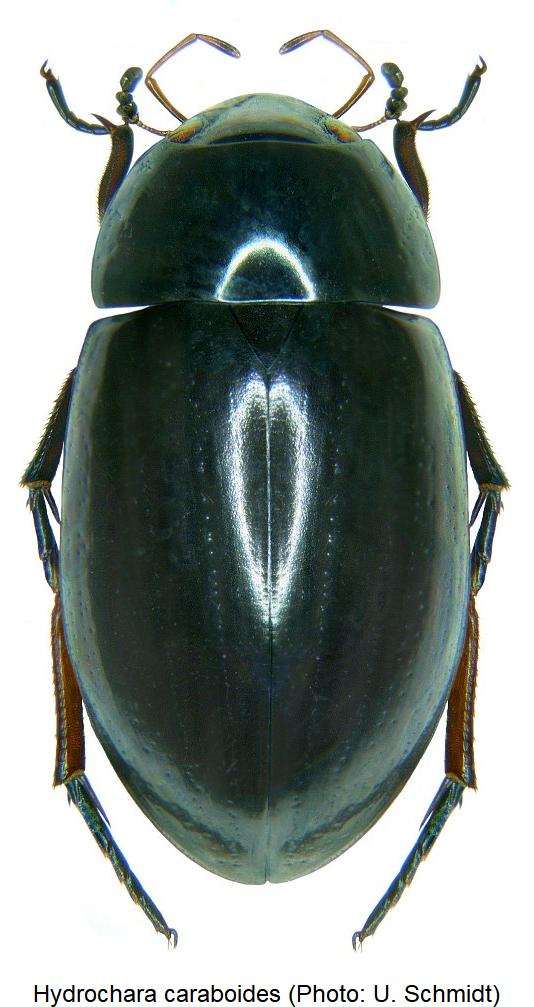 hydrochara_caraboides_hab.jpg