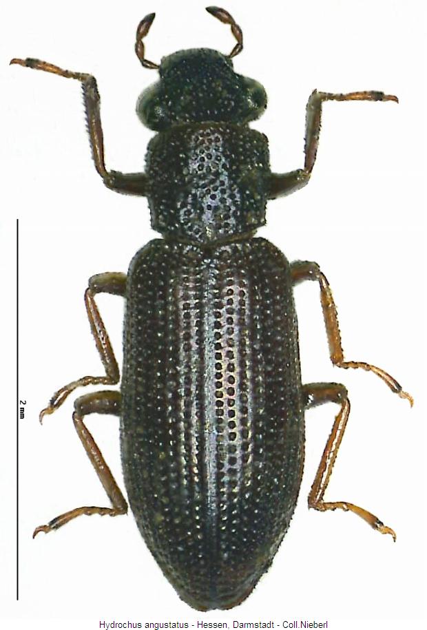 hydrochus_angustatus_hab.jpg