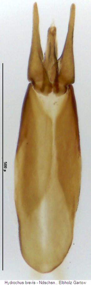 hydrochus_brevis.jpg