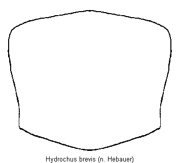 hydrochus_brevis_hsch.gif