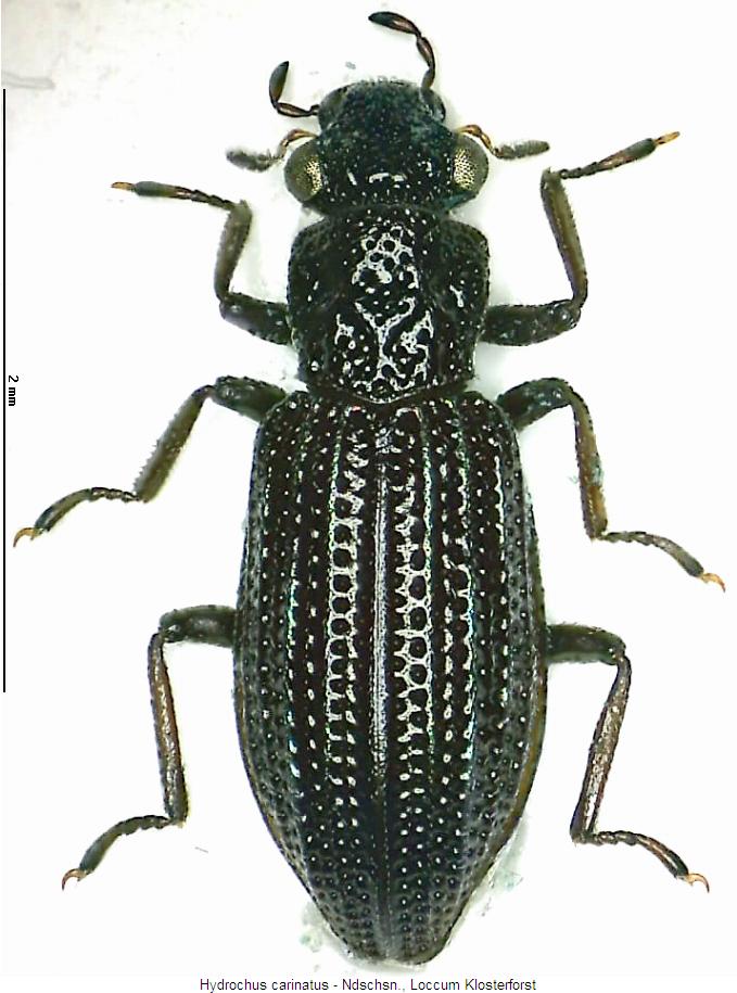 hydrochus_carinatus_hab.jpg