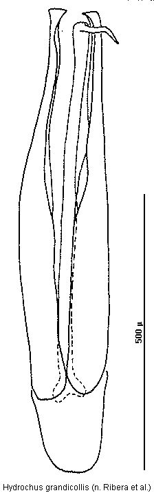 hydrochus_grandicollis.gif