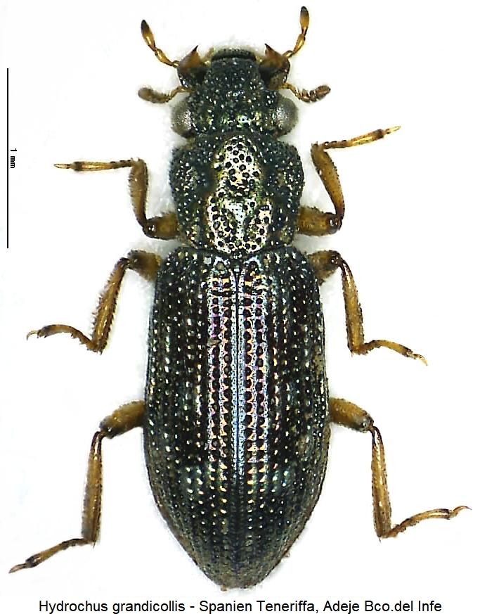 hydrochus_grandicollis_hab.jpg