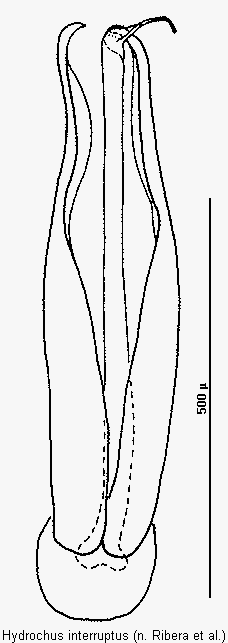 hydrochus_interruptus.gif