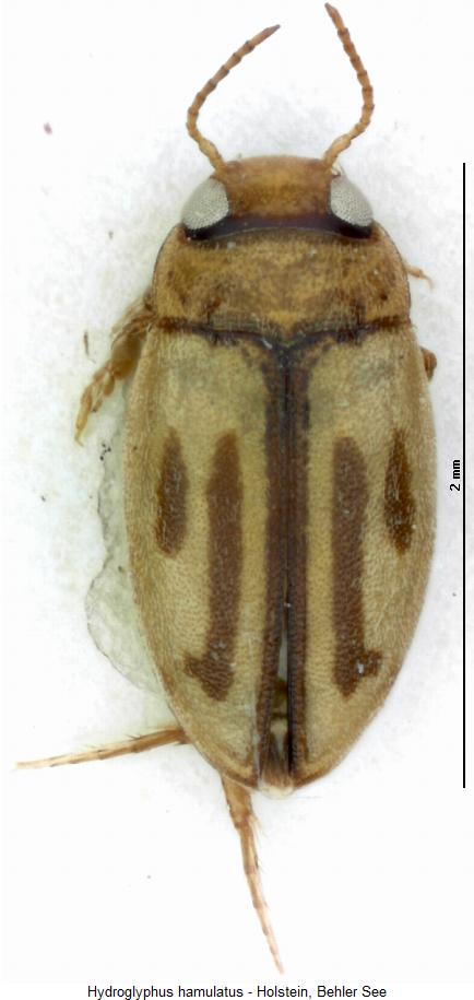 hydroglyphus_hamulatus_hab.jpg