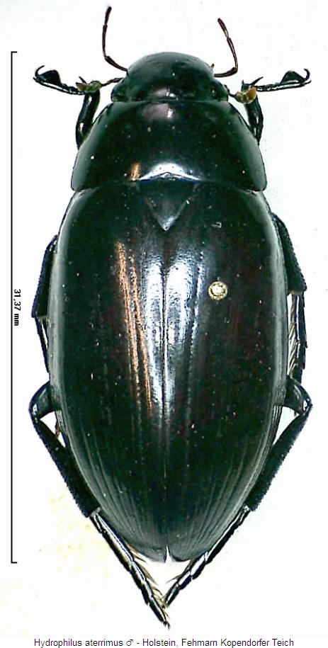 hydrophilus_aterrimus_hab.jpg
