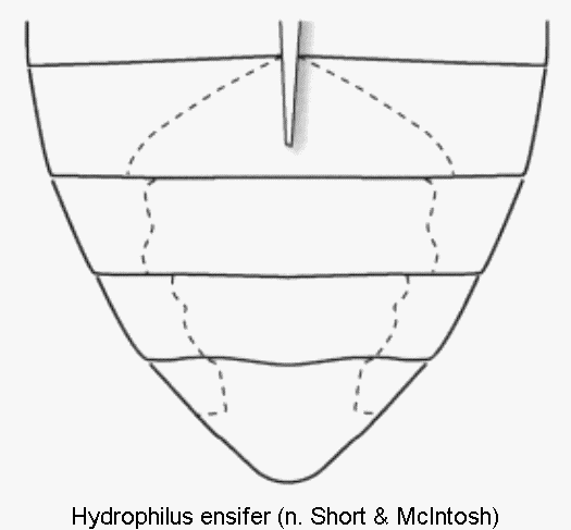 hydrophilus_ensifer_abd.gif
