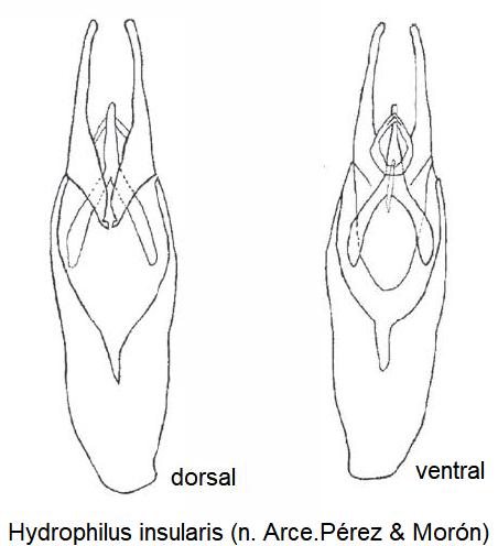 hydrophilus_insularis.jpg