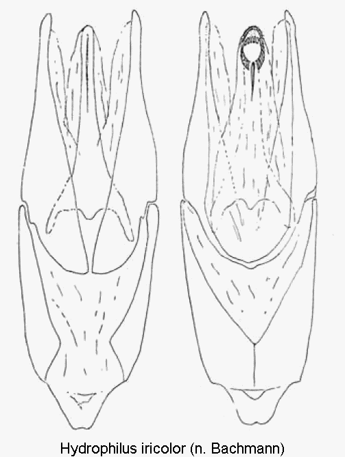 hydrophilus_iricolor.gif