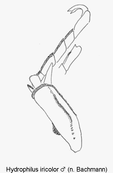 hydrophilus_iricolor_m_vtr.gif