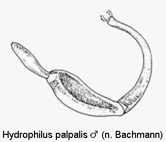 hydrophilus_palpalis_m_ts.gif