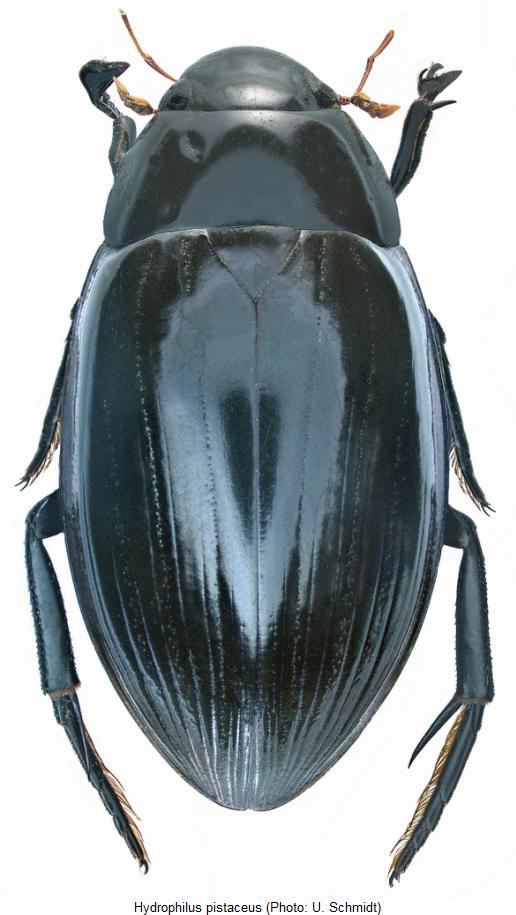 hydrophilus_pistaceus_hab.jpg
