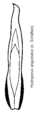 hydroporus_angustatus.gif