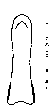 hydroporus_elongatulus.gif