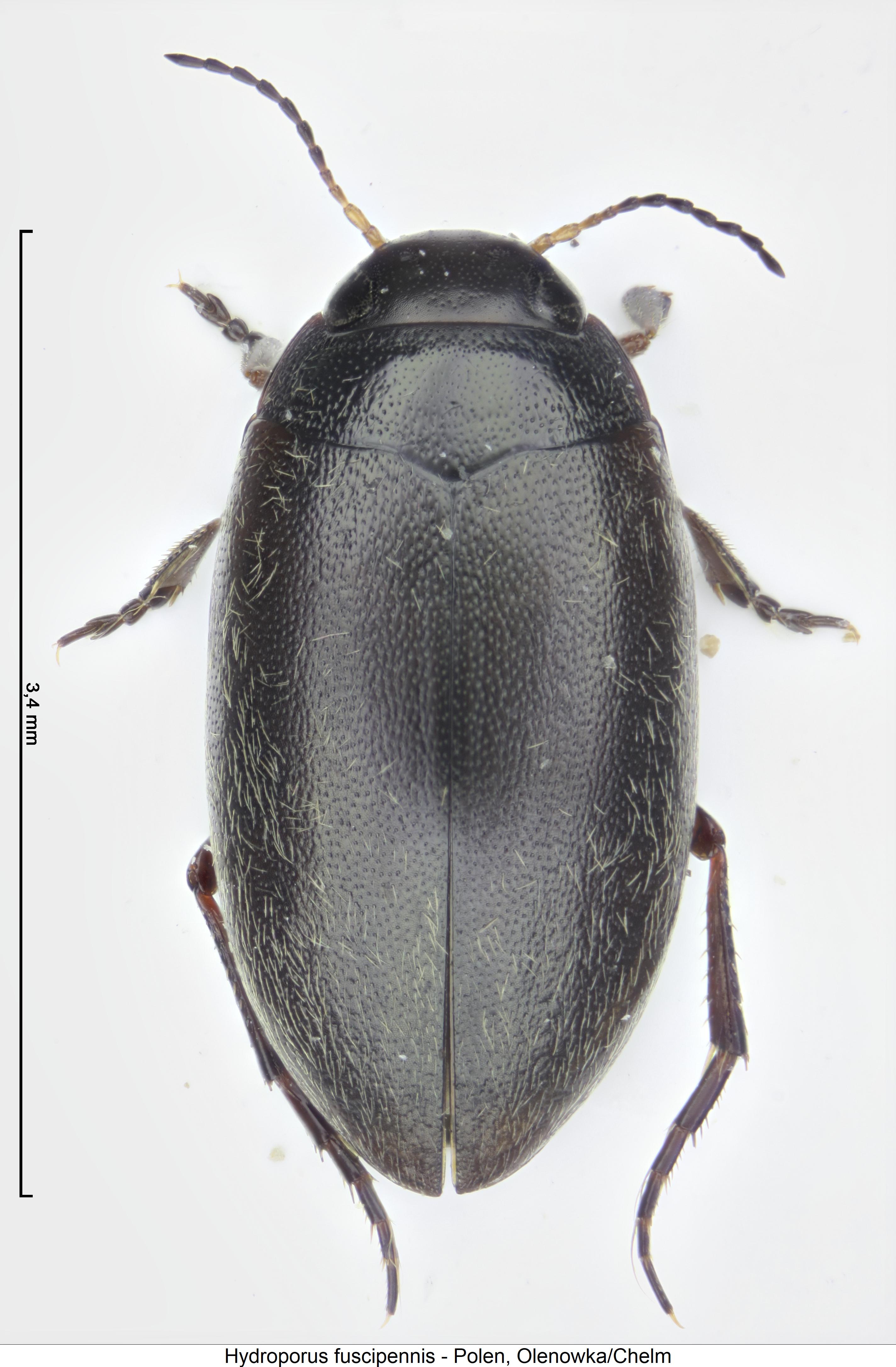 hydroporus_fuscipennis_hab.jpg