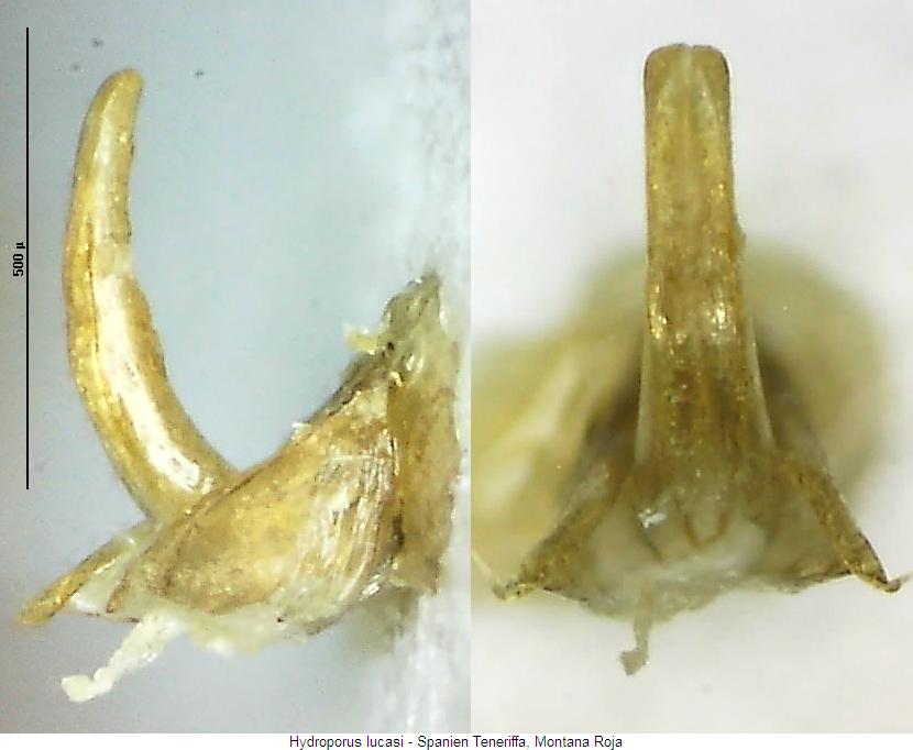 hydroporus_lucasi.jpg