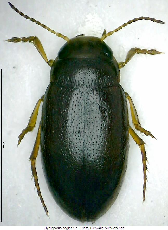 hydroporus_neglectus_hab.jpg