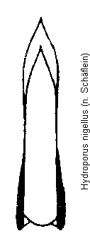 hydroporus_nigellus.gif