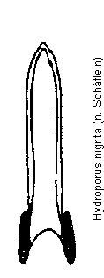 hydroporus_nigrita.gif