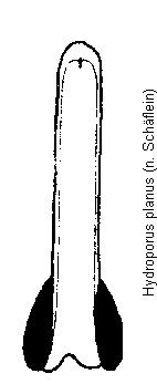 hydroporus_planus.gif