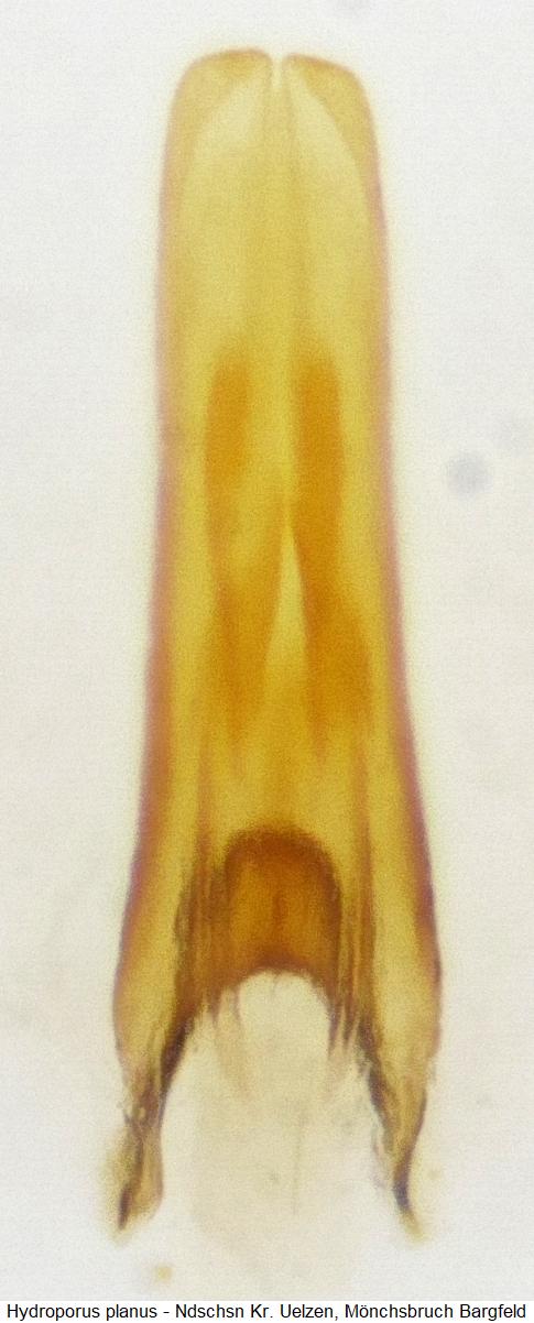 hydroporus_planus.jpg