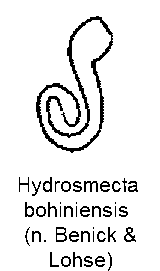 hydrosmecta_bohiniensis_sperm.gif