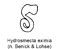 hydrosmecta_eximia_sperm.gif