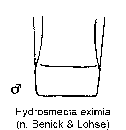 hydrosmecta_eximia_ster.gif