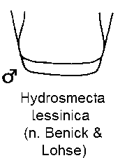 hydrosmecta_lessinica_ster.gif