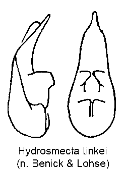 hydrosmecta_linkei.gif