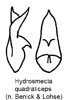 hydrosmecta_quadraticeps.gif