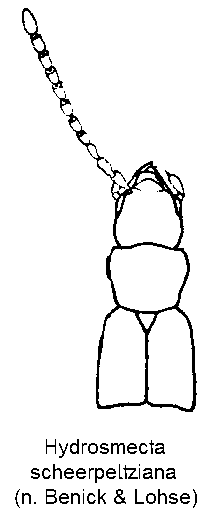 hydrosmecta_scheerpeltziana_vk.gif