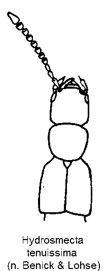 hydrosmecta_tenuissima_vk.gif
