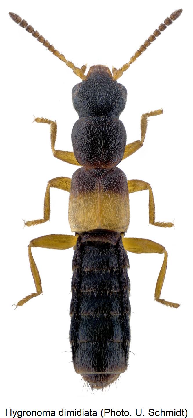 hygronoma_dimidiata_hab.jpg