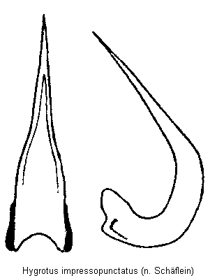 hygrotus_impressopunctatus.gif