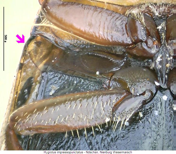 hygrotus_impressopunctatus_us.jpg