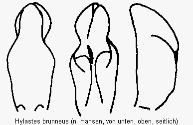 hylastes_brunneus.gif