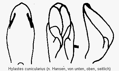 hylastes_cunicularius.gif