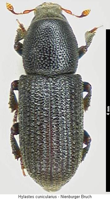 hylastes_cunicularius_hab.jpg