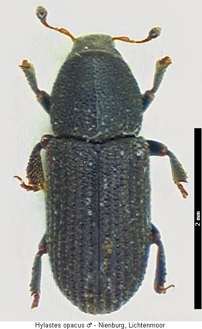 hylastes_opacus_hab.jpg