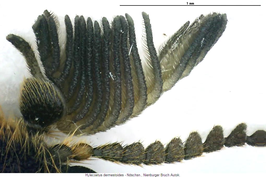 hylecoetus_dermestoides_kfts.jpg