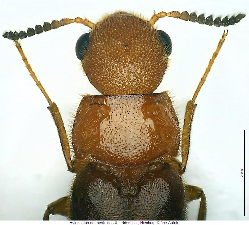 hylecoetus_dermestoides_vk.jpg