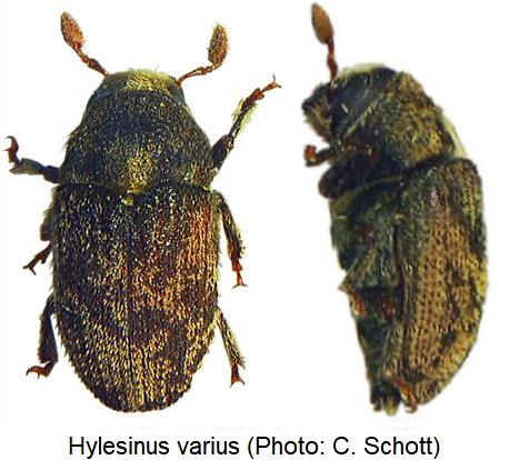 hylesinus_varius_hab.jpg