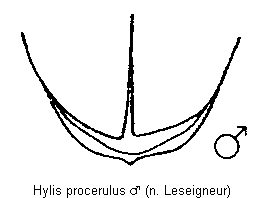 hylis_procerulus_hlb.gif