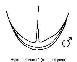 hylis_simonae_hlb.gif