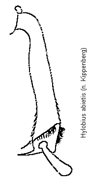 hylobius_abietis_schn.gif