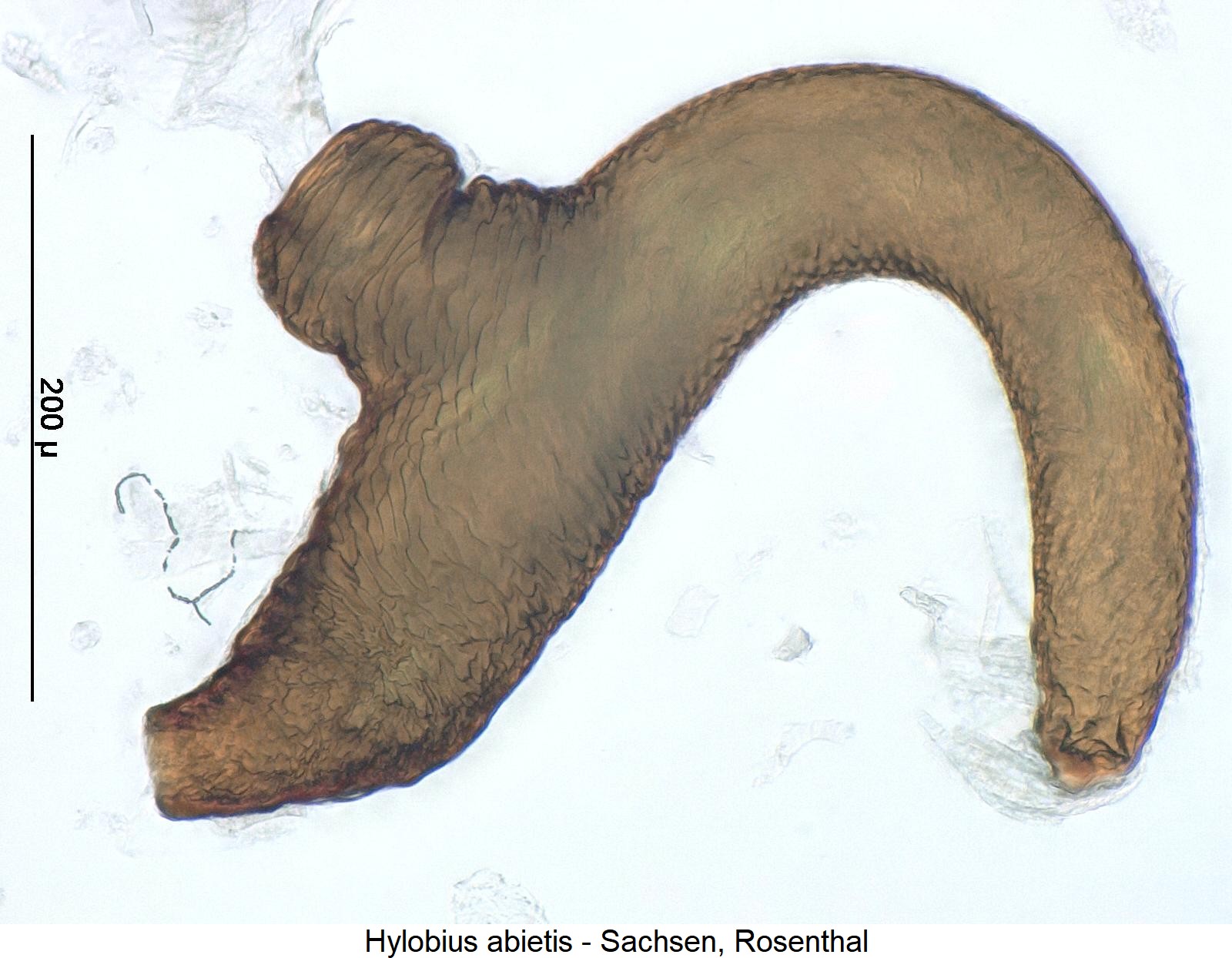 hylobius_abietis_sperm.jpg
