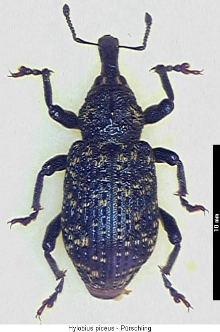 hylobius_piceus_hab.jpg